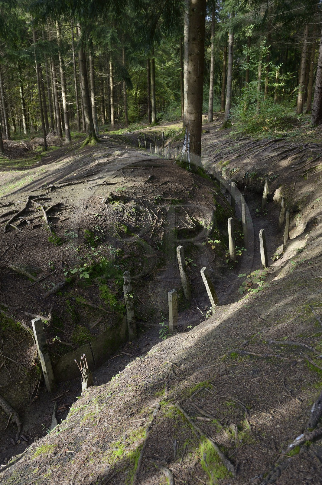 France, Meuse (55), Douaumont, bataille de Verdun, le boyau de Londres sous les pins noirs d’Autriche fournis au titre des dommages de guerre, cette artère de communication réalisée en 1917 reliait le fort de Douaumont aux lignes de l'arrière