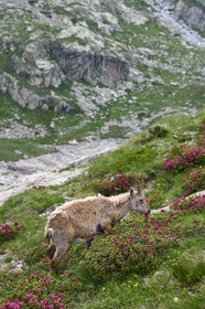 France, Alpes-Maritimes (06), parc national du Mercantour, vallée de la Valmasque, étagne, bouquetin (Capra ibex) femelle des Alpes