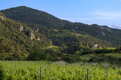 France, Vaucluse, Dentelles de Montmirail mountains, Le Barroux, the terraced vineyard and the scrubland