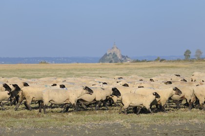 France, Ille et Vilaine, flock of salt marshes sheeps of the Mont Saint Michel