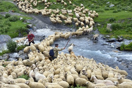 Géorgie, Kakheti, Parc national de Touchétie, vallée de la rivière Alazani dans les montagnes de Pirikiti, Parsma (Baso), berger et son troupeau de moutons franchissant la rivière