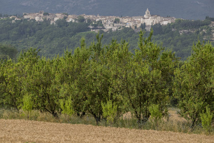 France, Vaucluse, Venasque, almond cultivation by the Silvain Brothers, nougat farmers, almond field and the village of Venasque in the background