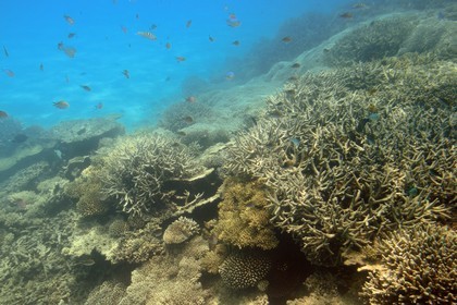 France, Mayotte island (French overseas department), Grande-Terre, coral reef in the lagoon facing Saziley Point on the East coast