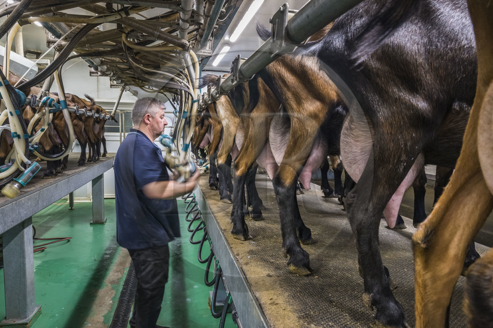 France, Bas Rhin, Northern Vosges Regional Natural Park, Obersteinbach, the goat farm at La Ferme du Steinbach, goat milking by Pierre Sturtzer