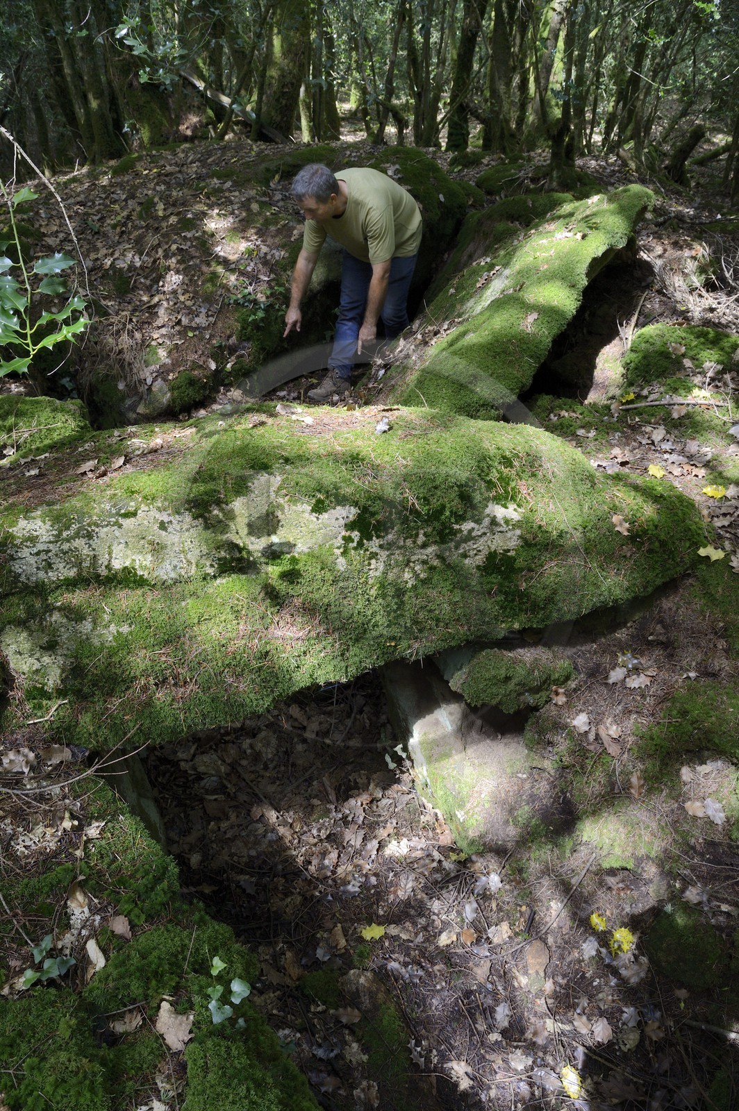 France, Morbihan (56), Trédion, forêt de Coëby, dolmen à couloir avec son cairn encore en place, site mégalithique découvert par l'archéologue Philippe Gouezin encore dans son état brut