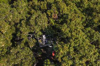 France, Reunion island (French overseas department), Saint-Paul, Laperrière mango orchard at Tour-des-Roches, harvesting mangoes by lifting platform in century-old mango trees (aerial view)