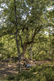 France, Var, Provence Verte (Green Provence), Bras, Academie du Bain de Foret Provencale (Academy of Forest Bathing in Provence), forest of the domaine Le Peyrourier - une campagne en Provence