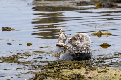 France, Finistère, Penmarch, Étocs archipelago, gray seal (halichoerus grypus)