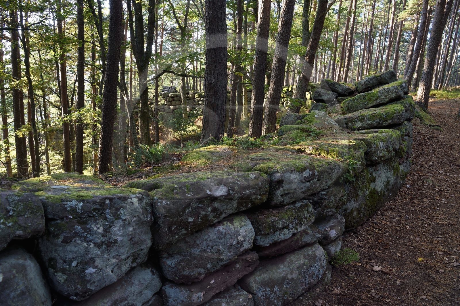France, Bas-Rhin (67), Mont Saint-Odile, le Mur Païen, vestige d'un mur d'enceinte probablement de l'époque mérovingienne d'une longueur totale de onze kilomètres