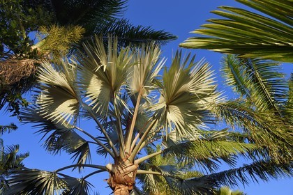 France, Ile de la Reunion, Petite-Ile, Palmier de Bismarck (Bismarckia nobilis)