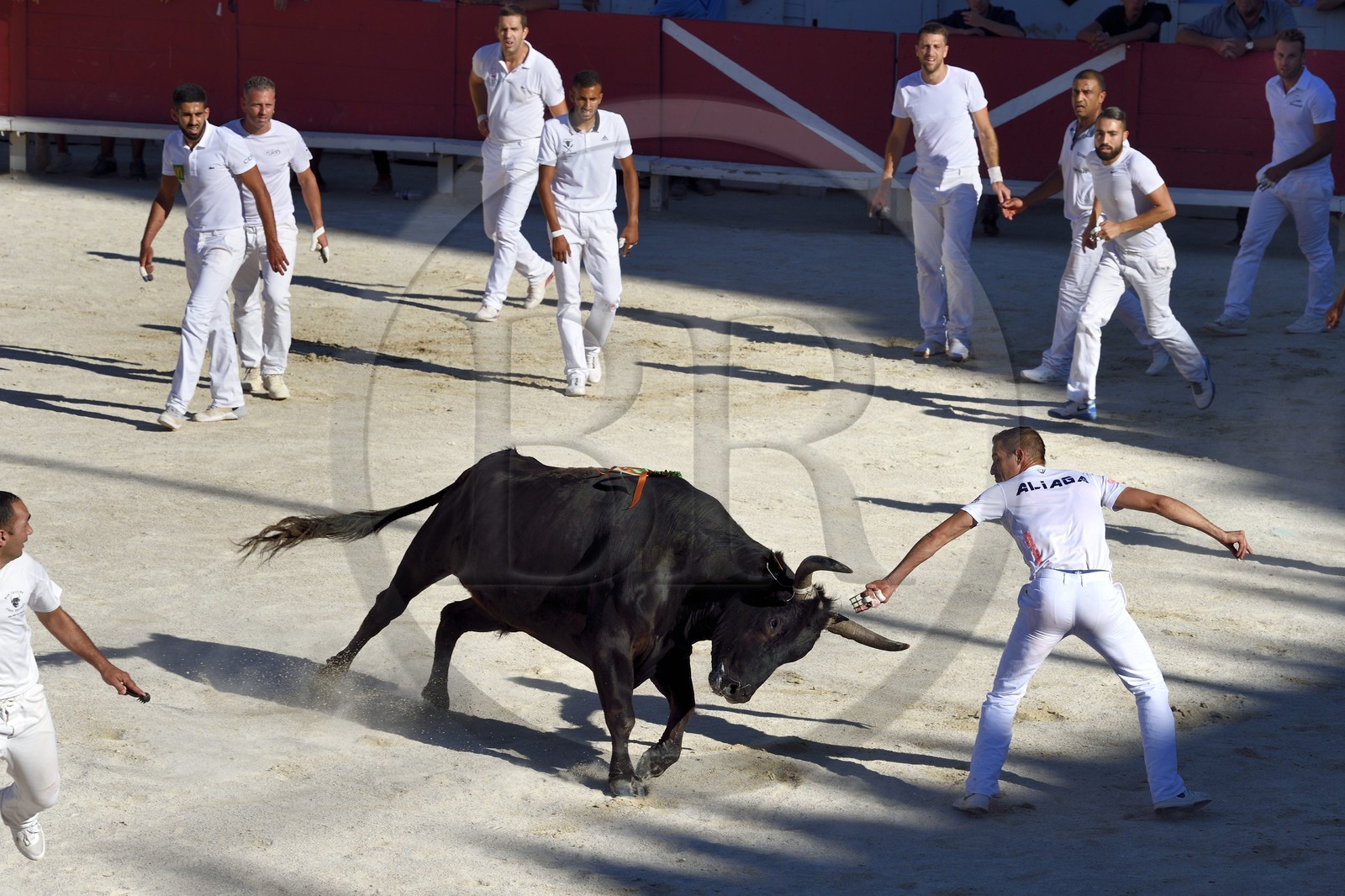 France, Bouches-du-Rhône (13), Arles, la course camarguaise  de la Cocarde d'Or aux Arènes, raseteur tentant d'attraper les attributs primés sur les cornes du taureau France, Bouches-du-Rhône (13), Arles, la course camarguaise  de la Cocarde d'Or aux Arènes, raseteur tentant d'attraper les attributs primés sur les cornes du taureau