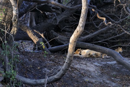 Tanzanie, Reserve de gibier de Selous une des plus grandes zones protégées au monde et inscrite sur la liste du patrimoine mondial de l’Unesco depuis 1982, une lionne avec ses petits