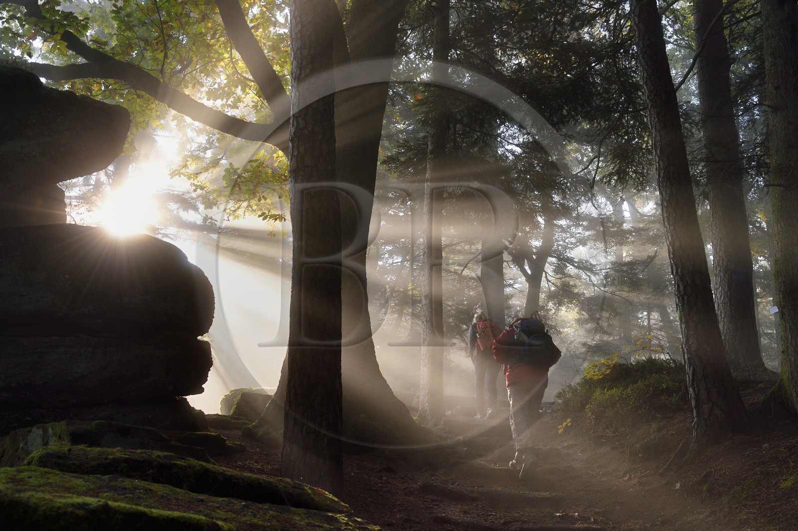 France, Bas-Rhin (67), Mont Saint-Odile, randonnée le long du Mur Païen, vestige d'un mur d'enceinte probablement de l'époque mérovingienne d'une longueur totale de onze kilomètres, lever de soleil dans la brume du petit matin