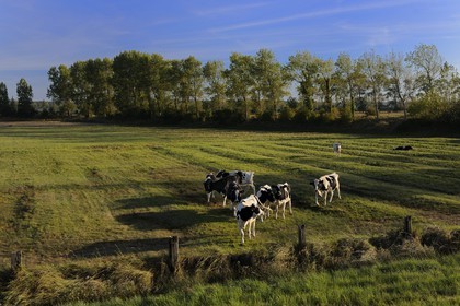 France, Ille et Vilaine, the polder of Mont Saint Michel, cows in meadow