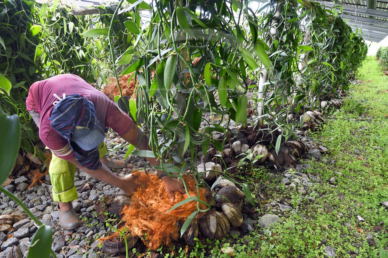 France, Ile de la Reunion, Saint-Louis, Domaine de Bellevue, producteur de vanille Planifolia biologique issues d'orchidées cultivées sous cinq hectares de panneaux photovoltaïques qui permettent d'alimenter plus de 1 800 foyers en électricité France, Ile de la Reunion, Saint-Louis, Domaine de Bellevue, producteur de vanille Planifolia biologique issues d'orchidées cultivées sous cinq hectares de panneaux photovoltaïques qui permettent d'alimenter plus de 1 800 foyers en électricité
