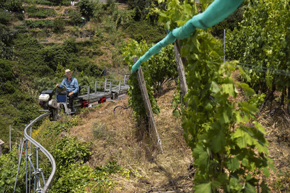 Italie, Ligurie, Cinque Terre, parc national des Cinque Terre classé Patrimoine Mondial de l'UNESCO, village de Vernazza, Bartolomeo Lercari propriétaire exploitant des vins AOC Liguria di Levante Cheo sur son monorail à crémaillère destiné aux vendanges sur ces terres extrêmement pentues