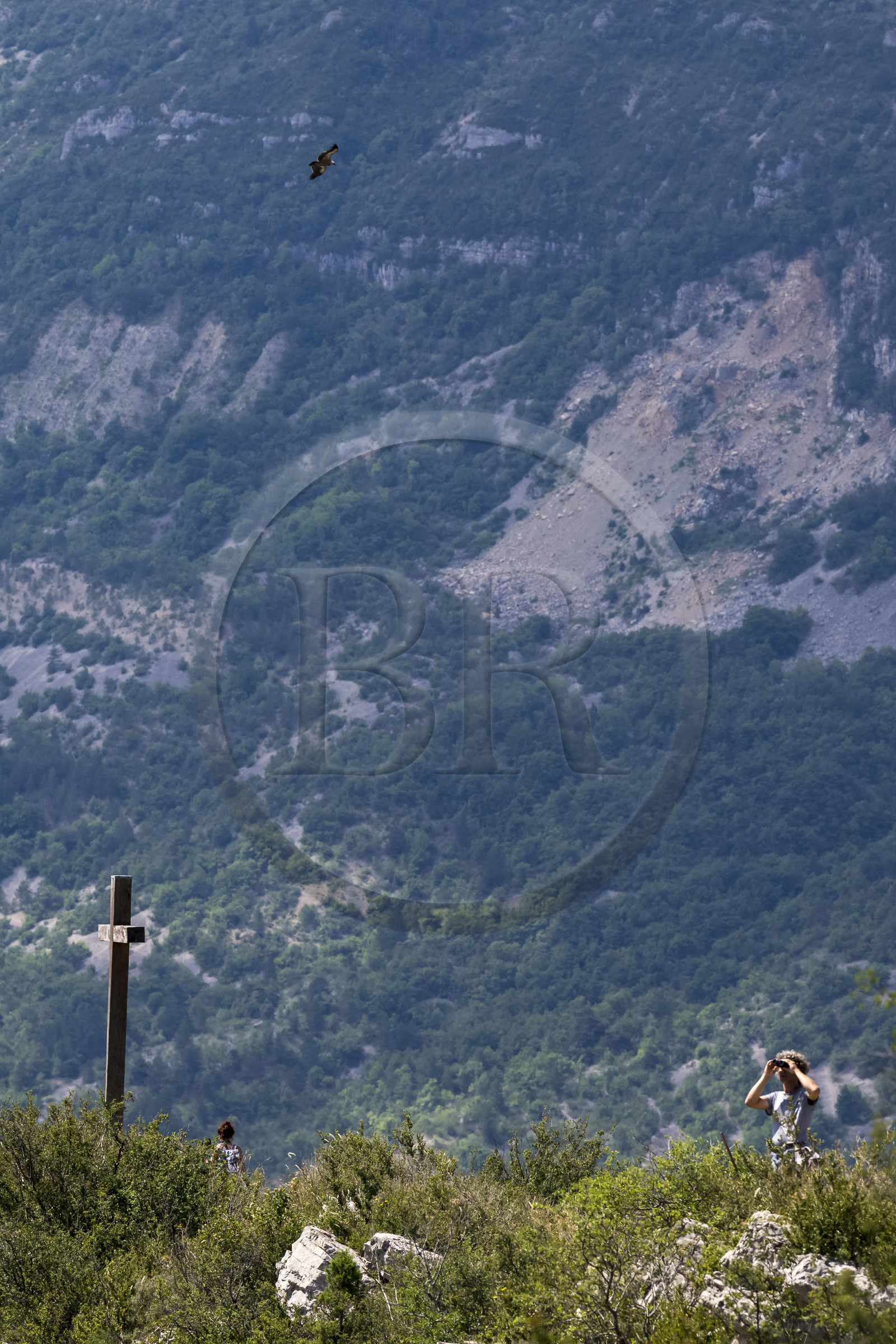France, Drôme (26), parc naturel régional des Baronnies provençales, Rémuzat, plateau Saint-Laurent, vol d'un vautour fauve (Gyps fulvus) au dessus de la vallée de l'Oule