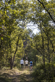 France, Var, Provence Verte (Green Provence), Bras, Academie du Bain de Foret Provencale (Academy of Forest Bathing in Provence), forest of the domaine Le Peyrourier - une campagne en Provence