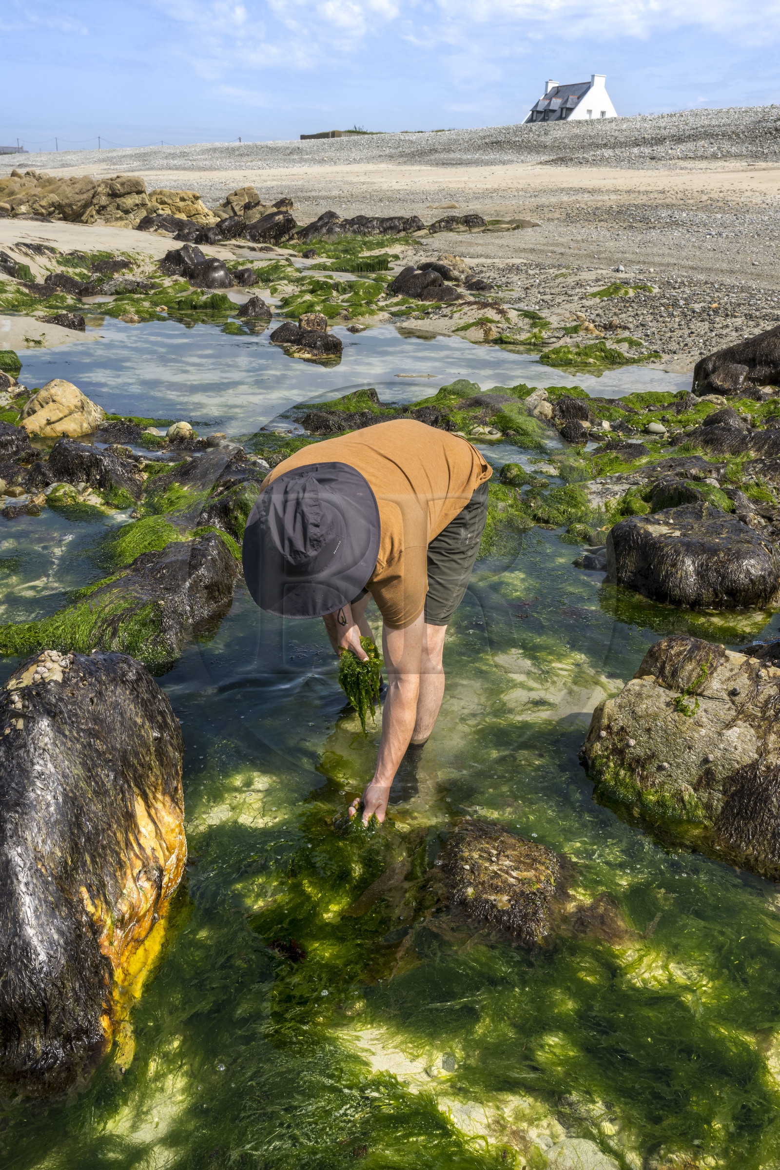 France, Finistère (29), Pays Bigouden, Baie d'Audierne, Plozévet, Lenny Gouedic co créateur de Begood Alg, récolte à pied d'algues sauvages alimentaires (Ao Nori) sur la plage à marée basse