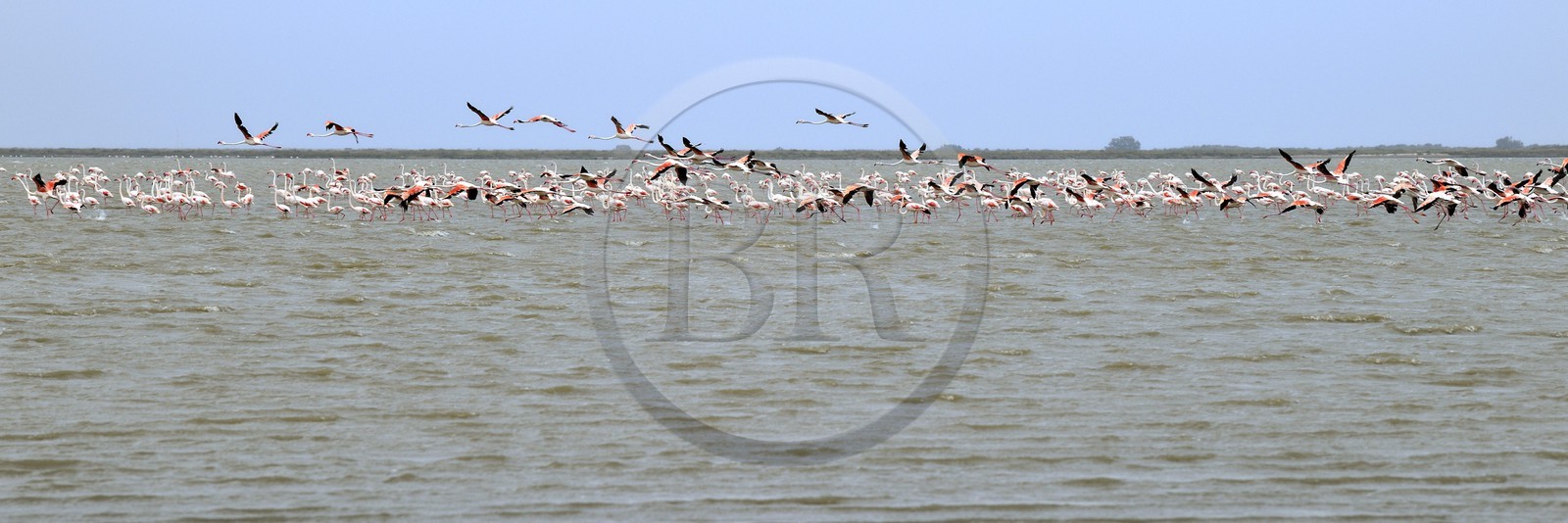 France, Bouches-du-Rhône (13), Parc naturel régional de Camargue, l’étang du Vaisseau, flamants roses (Phoenicopterus roseus) France, Bouches-du-Rhône (13), Parc naturel régional de Camargue, l’étang du Vaisseau, flamants roses (Phoenicopterus roseus)