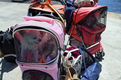 Italie, Sicile, iles Eoliennes, classées Patrimoine Mondial de l'UNESCO, ile de Stromboli, transport de petits chiens dans des poussettes aménagées
