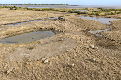 France, Charente Maritime, Port des Barques, Ile Madame, the Ile Madame Aquaculture Farm, breeding of sheep and ducks in the pond (aerial view)