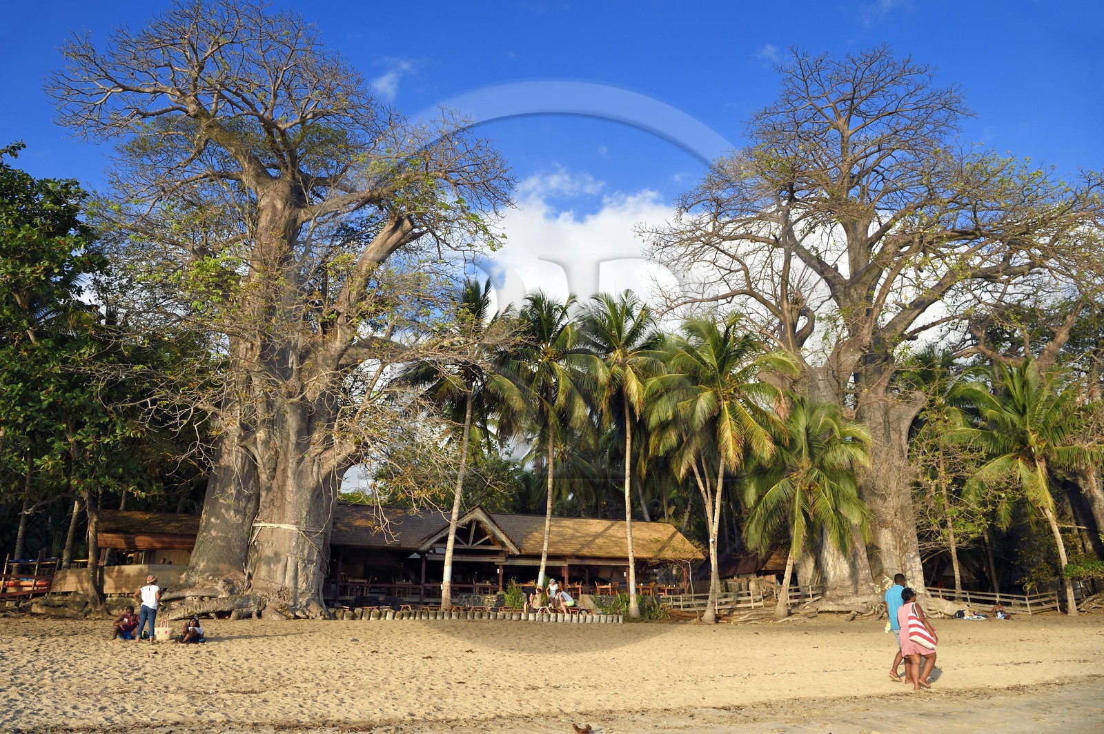 France, Ile de Mayotte, Grande-Terre, Kani-Keli, le Jardin Maoré, baobab (Adansonia digitata) sur la plage de N’Gouja