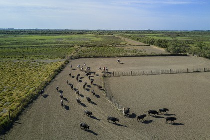 France, Bouches-du-Rhône (13), Parc naturel régional de Camargue, manade Jacques Mailhan, taureau camarguais appellé Raço di Biou, les gardians trient les taureaux (vue aérienne)