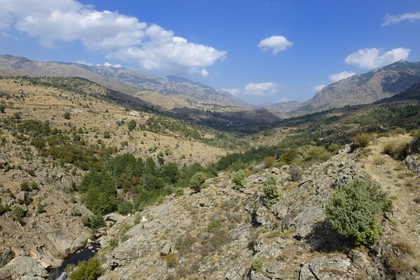 France, Haute Corse, Niolu (Niolo) valley