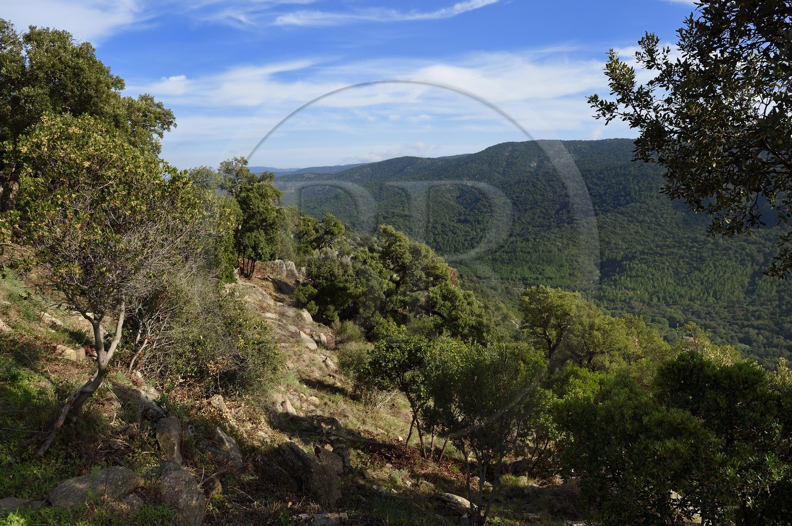 France, Var (83), Massif des Maures sur la route de Collobrières