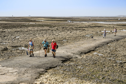 France, Charente-Maritime (17), Port-des-Barques, Ile Madame, pecheurs à pied revenant du plateau des Palles à marée basse