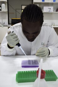 Namibie, Otjiwarongo, Cheetah Conservation Fund, centre de recherche et d'éducation, Life Technologies Conservation Genetics Laboratory, pipetage pour analyse ADN par Hafeni