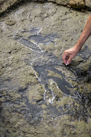 France, Vendée (85), Talmont Saint Hilaire, la Pointe du Payré, foreshore of the Veillon site at low tide, Jack Guichard mark with chalk the tridactyl fossil traces of bipedal dinosaurs dated around 200 million years old