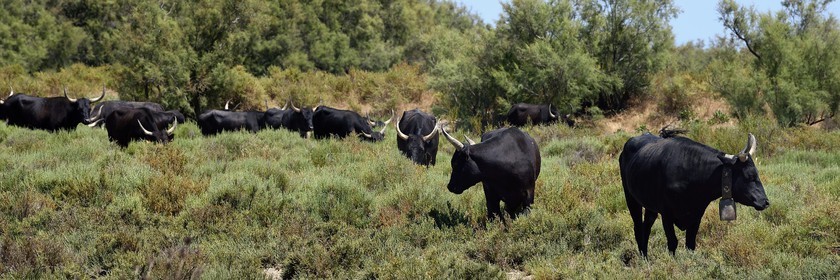 France, Bouches du Rhone, Parc naturel regional de Camargue (Regional Natural Park of Camargue), Vaccares pond, Camargue bulls called Raco di Biou