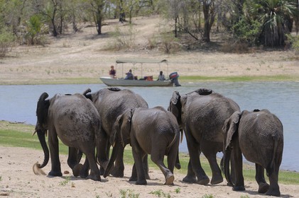 Tanzanie, Reserve de gibier de Selous une des plus grandes zones protégées au monde et inscrite sur la liste du patrimoine mondial de l’Unesco depuis 1982, Éléphant de savane d'Afrique (Loxodonta africana) devant un bateau de safari