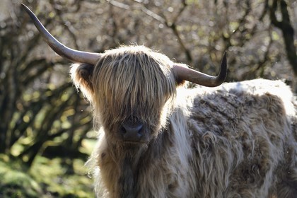 Royaume-Uni, Ecosse, Highland, Hébrides intérieures, Ile de Mull, vache de race Highland