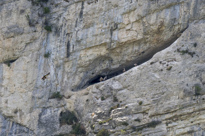 France, Drome, regional natural park of Baronnies provencales, Villeperdrix, griffon vultures in the cliffs of Léoux