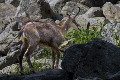France, Alpes-Maritimes, Parc National du Mercantour (Mercantour national park), Haute Vesubie, Saint Martin Vesubie, Val du Haut Boréon, chamois (Rupicapra rupicapra) at Lac des Sagnes towards the Cougourde refuge