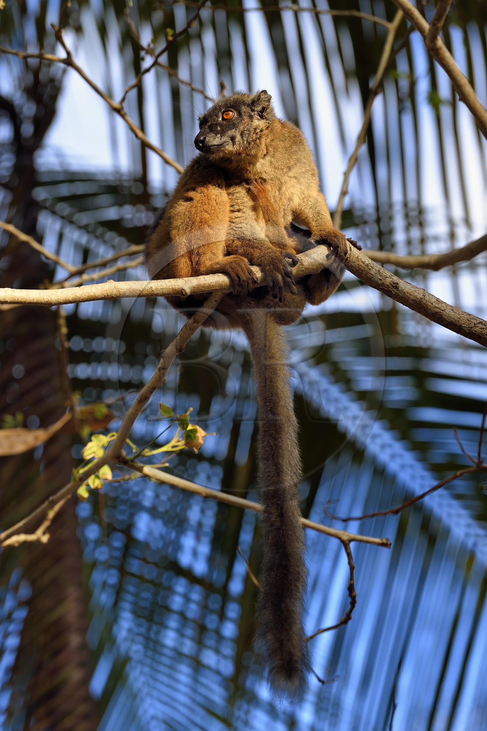 France, Ile de Mayotte, Grande-Terre, Kani-Keli, le Jardin Maoré à la plage de N’Gouja, Lémur fauve (Eulemur fulvus mayottensis) appelé aussi maki