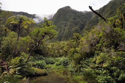 France, Ile de la Reunion, Parc National de la Réunion classé Patrimoine Mondial de l'UNESCO, La Plaine des Palmistes, forêt de Bébour, sentier de randonnée Cassé de Takamaka, Bassin des Hirondelles