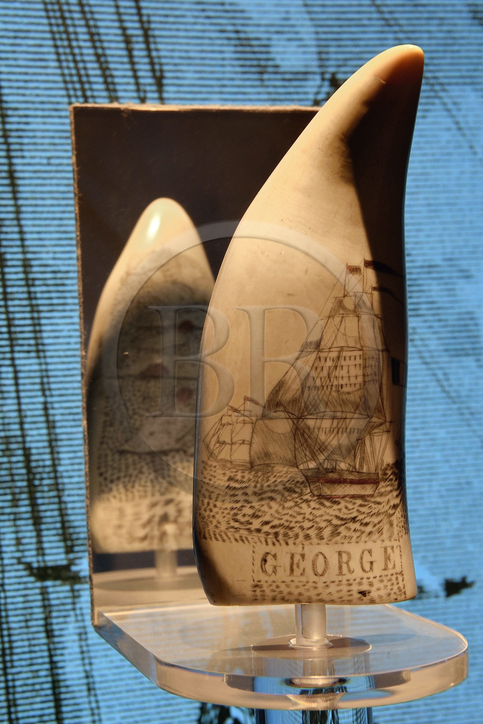 France, Var (83), Saint-Tropez, citadelle du XVIe siècle, musée d'Histoire maritime tropézienne, dent de cachalot gravée par un matelot du baleinier Georges