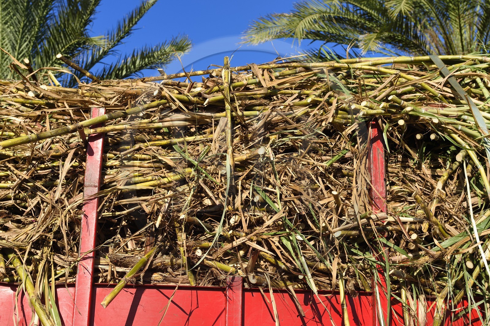 France, Ile de la Reunion, Saint-Pierre, Grands Bois, un des 11 centres de réception et de collecte de la canne à sucre aussi appelés Balance, les tracteurs amènent depuis les champs la canne dans des remorques
