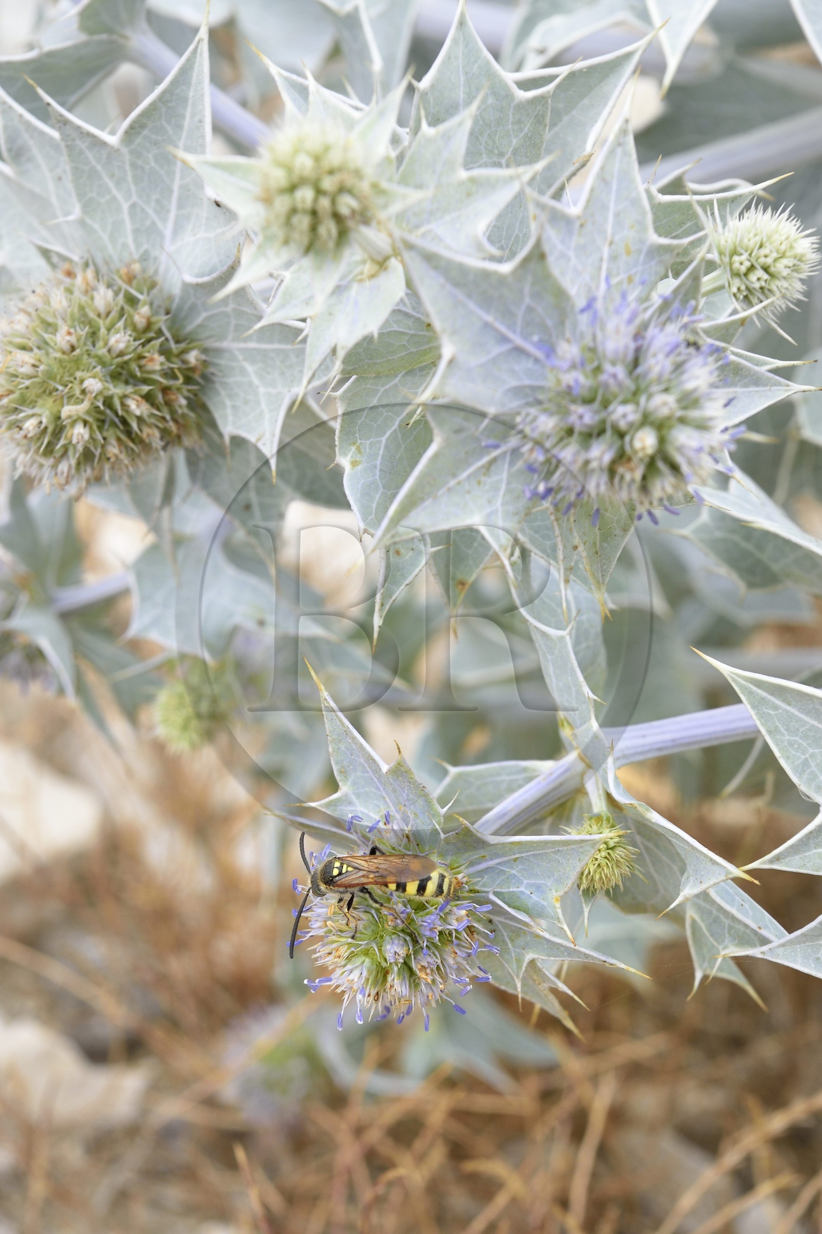 France, Bouches-du-Rhône (13), Parc naturel régional de Camargue, Panicaut maritime (Eryngium maritimum) emblème du Conservatoire de l'espace littoral et des rivages lacustres France, Bouches-du-Rhône (13), Parc naturel régional de Camargue, Panicaut maritime (Eryngium maritimum) emblème du Conservatoire de l'espace littoral et des rivages lacustres