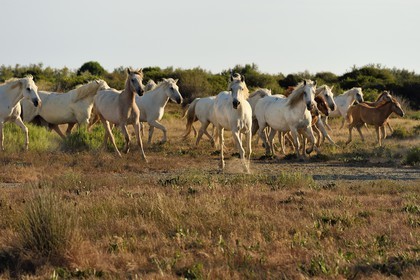 France, Bouches du Rhone, Parc naturel regional de Camargue (Regional Natural Park of Camargue), around Malagroy pond, manade Jacques Mailhan, Camargue horses