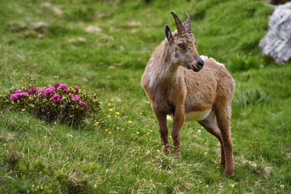 France, Alpes-Maritimes, parc national du Mercantour (Mercantour National Park), Valmasque valley, female Alpine ibex (Capra ibex)