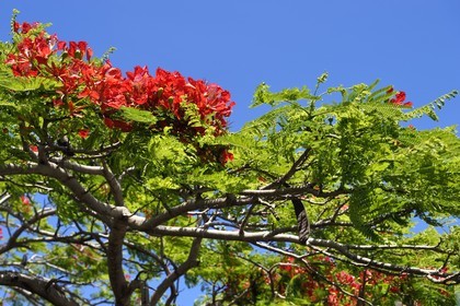 France, Ile de la Reunion, flamboyant (delonix regia) en fleurs