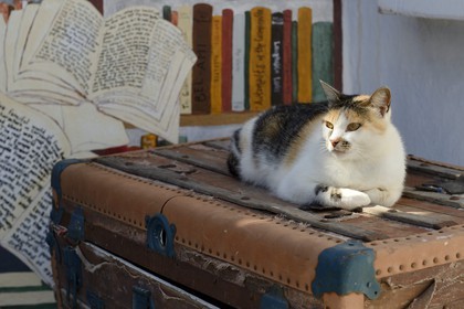Greece, Cyclades, Aegean Sea, Santorini (Thira or Thera), village of Oia, the bookseller cat