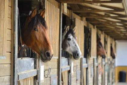 Espagne, Andalousie, province de Séville, Utrera, le haras Ayala (Yeguada Ayala), Pure race espagnole ou PRE (Pura Raza Espanola)
