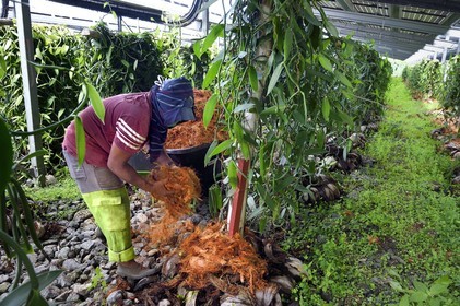 France, Ile de la Reunion, Saint-Louis, Domaine de Bellevue, producteur de vanille Planifolia biologique issues d'orchidées cultivées sous cinq hectares de panneaux photovoltaïques qui permettent d'alimenter plus de 1 800 foyers en électricité