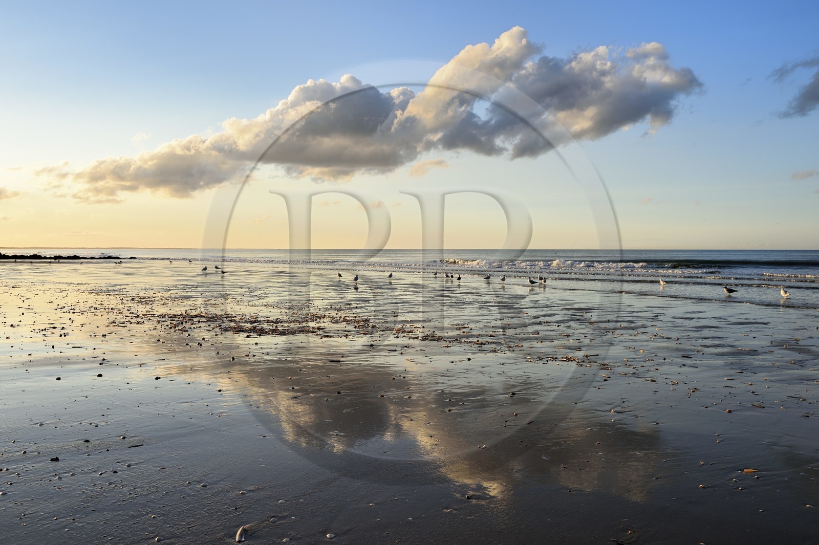 France, Calvados (14), Pays d'Auge, la côte Fleurie, Cabourg, goélands sur la plage de la station balnéaire France, Calvados (14), Pays d'Auge, la côte Fleurie, Cabourg, goélands sur la plage de la station balnéaire